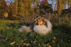 longhaired Collie