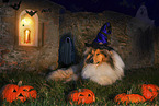 longhaired Collie