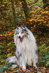 longhaired Collie