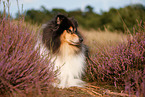 longhaired Collie