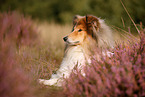 longhaired Collie