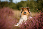 longhaired Collie