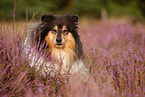 longhaired Collie