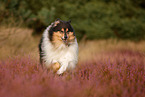 longhaired Collie