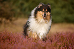 longhaired Collie