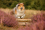 longhaired Collie
