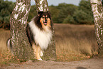 longhaired Collie