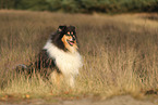 longhaired Collie