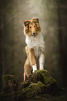 longhaired Collie