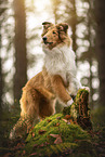longhaired Collie