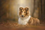 longhaired Collie