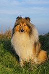 Long-haired collie