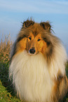 Long-haired collie