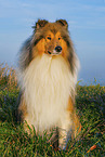 Long-haired collie