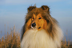 Long-haired collie