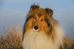 Long-haired collie