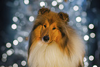 Long-haired collie
