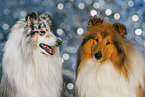Long-haired collie