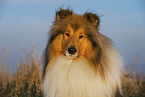 Long-haired collie
