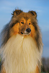 Long-haired collie