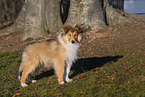 Collie puppy