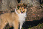 Collie puppy