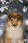 Collie puppy