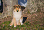 Collie puppy