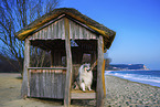 Long-haired collie