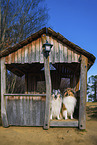 Long-haired collie