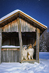 Long-haired collie in winter