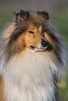 Long-haired collie