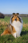 Long-haired collie