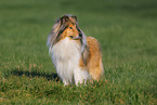 Long-haired collie