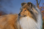 Long-haired collie