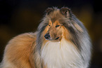 Long-haired collie