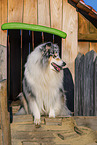 Long-haired collie