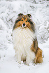 Long-haired collie in winter