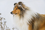 Long-haired collie in winter