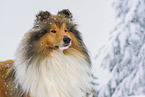 Long-haired collie in winter