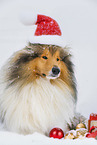 Long-haired collie in winter