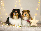 longhaired Collie in christmas decoration