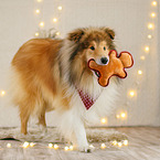 longhaired Collie in christmas decoration