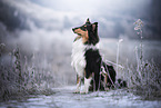 longhaired Collie