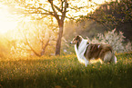 longhaired Collie