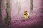 longhaired Collie
