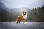 longhaired Collie