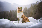 longhaired Collie