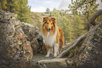 longhaired Collie