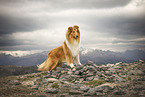 longhaired Collie